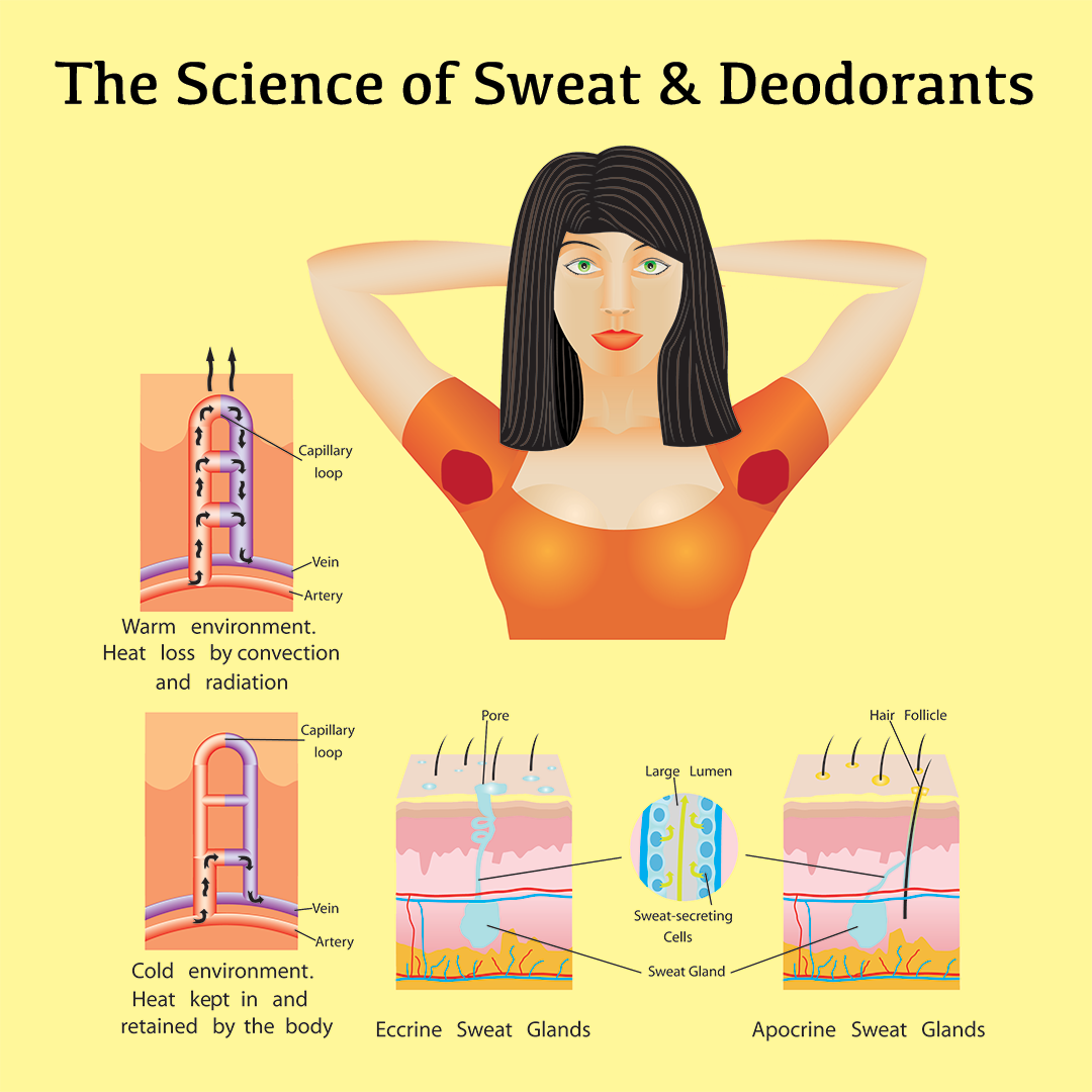 Understand armpits biology and the use of deodorants