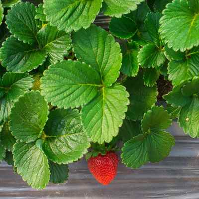 Organic Raspberry Leaf – Chagrin Valley Soap & Salve